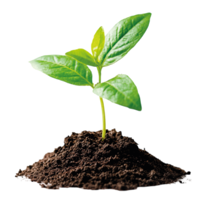 Bioeconomia Villavicencio